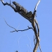 iguana_green_gc_v_0027_cay0811.jpg